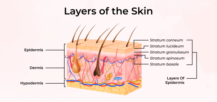 Skin – Photos Public Domain Skin care fridge
