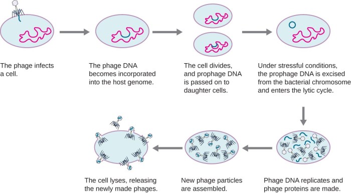 Types of Microorganisms | Microbiology: Health and Disease How to host a website