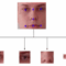 Face recognition specs