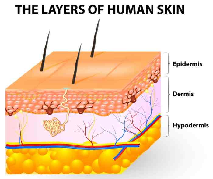 Skin Health: Prevention and Treatment of Skin Breakdown Skin Health: Prevention and Treatment of Skin Breakdown
