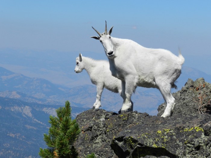 Mountain Goats At The Top Free Stock Photo - Public Domain Pictures Top programming languages 2025