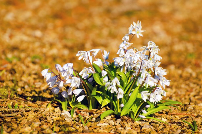 Spring Flowers Free Stock Photo - Public Domain Pictures Spring fashion ideas